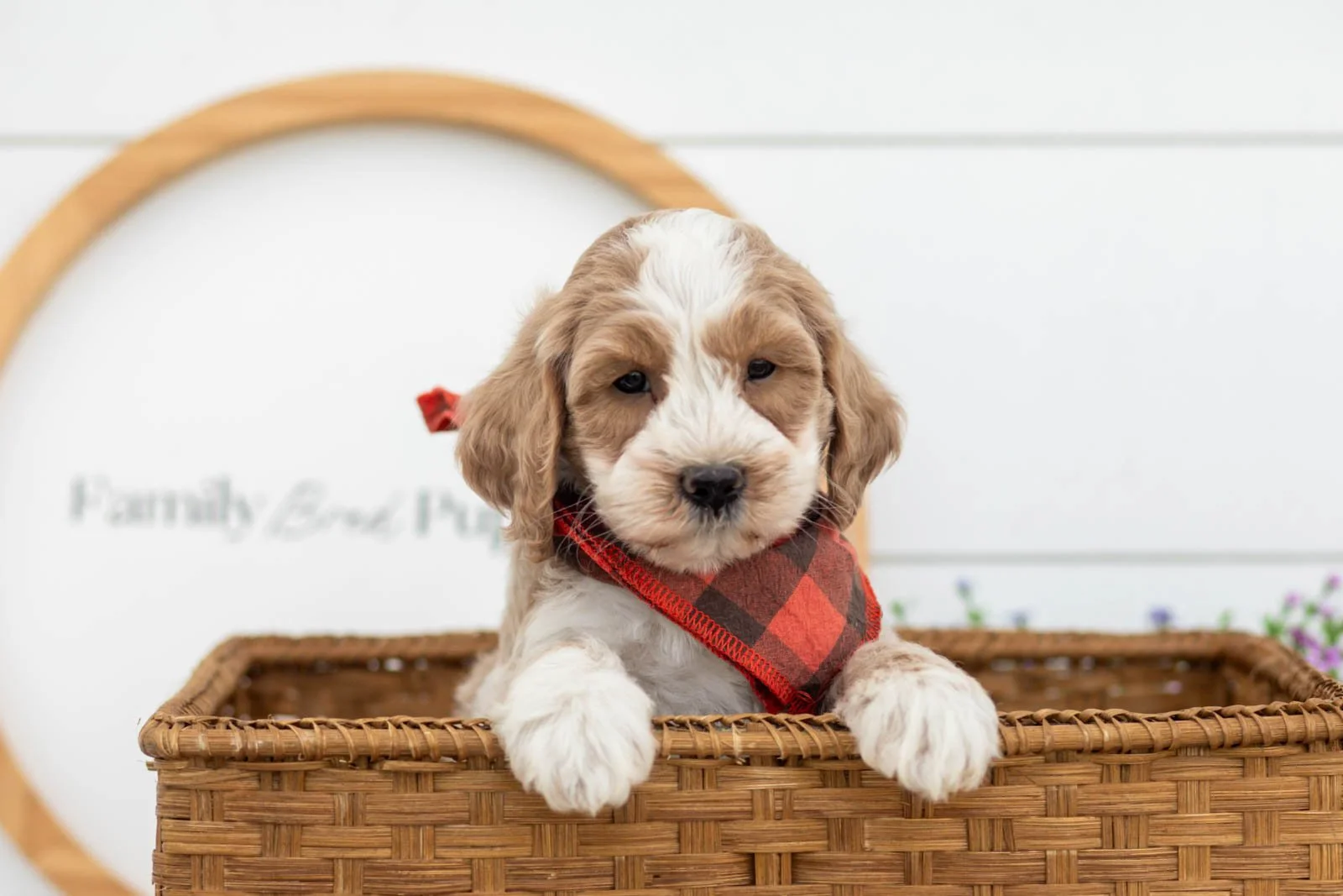 Peter goldendoodle for sale(3).jpg