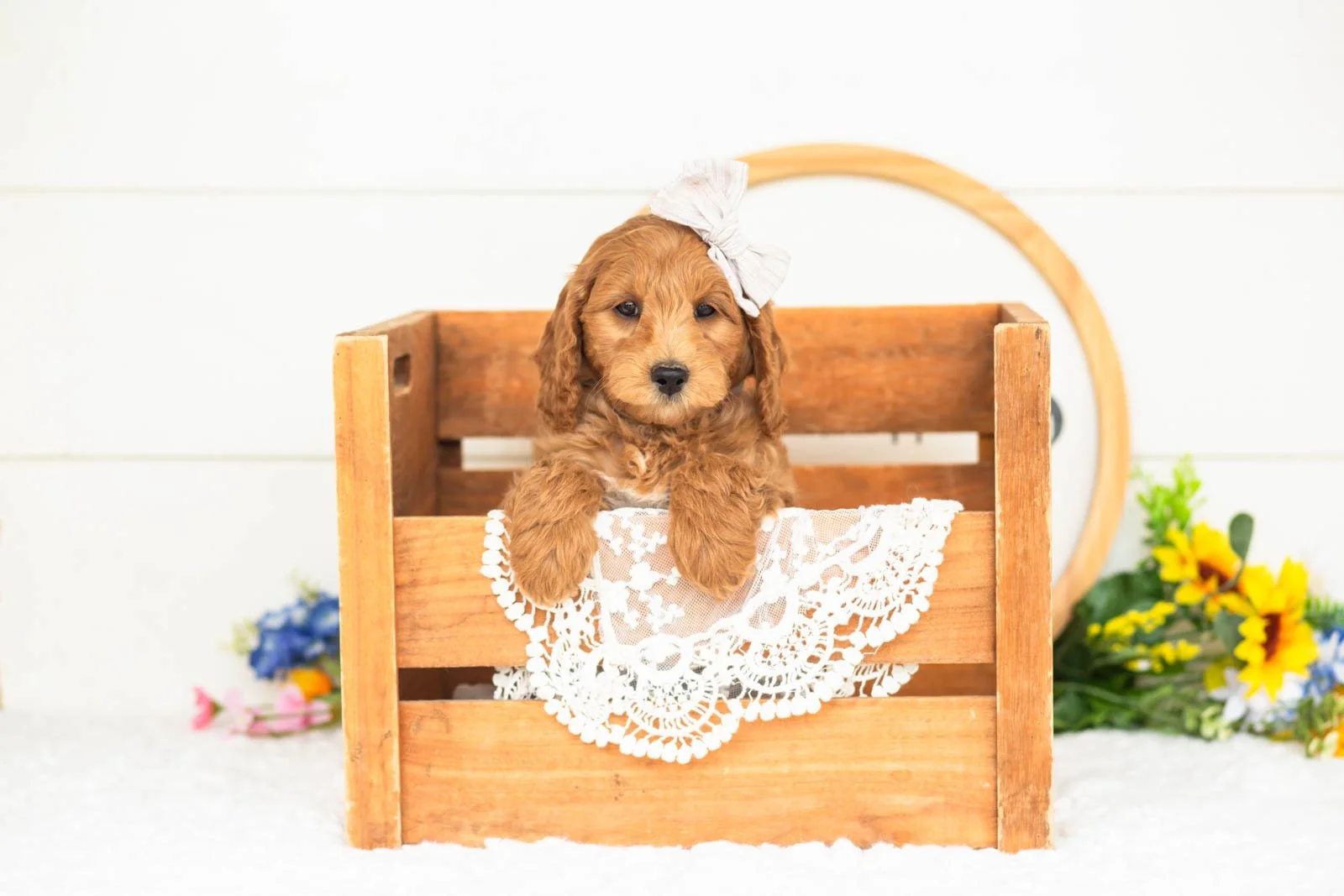 pam goldendoodle for sale(4).jpg