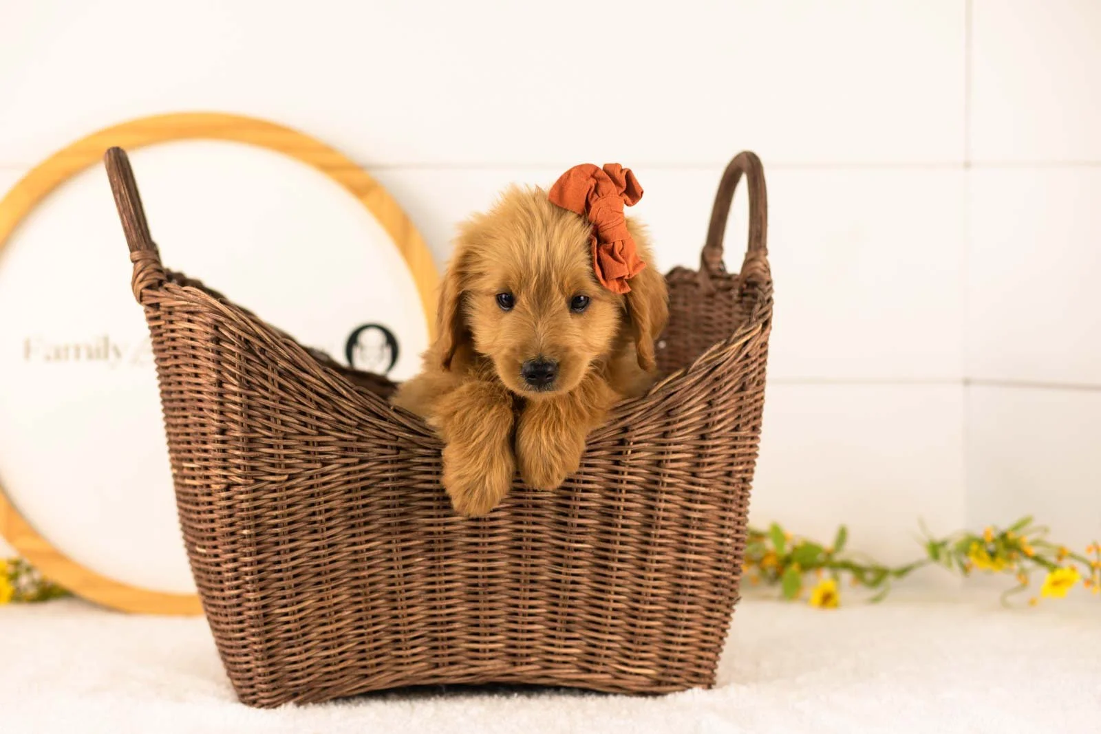 Ellie goldendoodle for sale(4).jpg