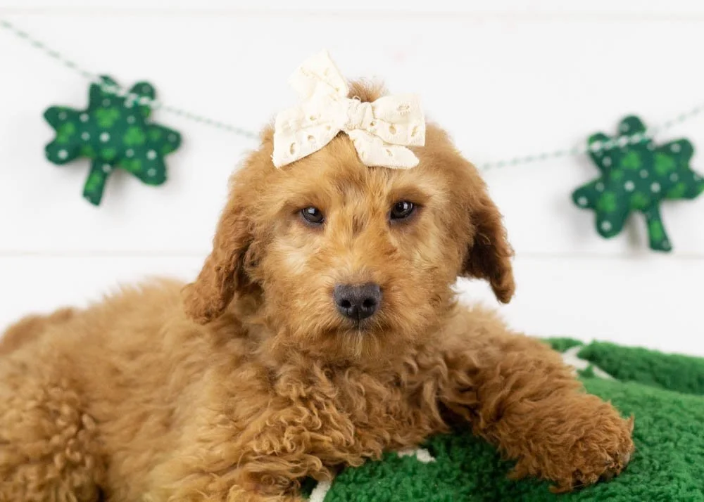Ava goldendoodle for sale.jpg