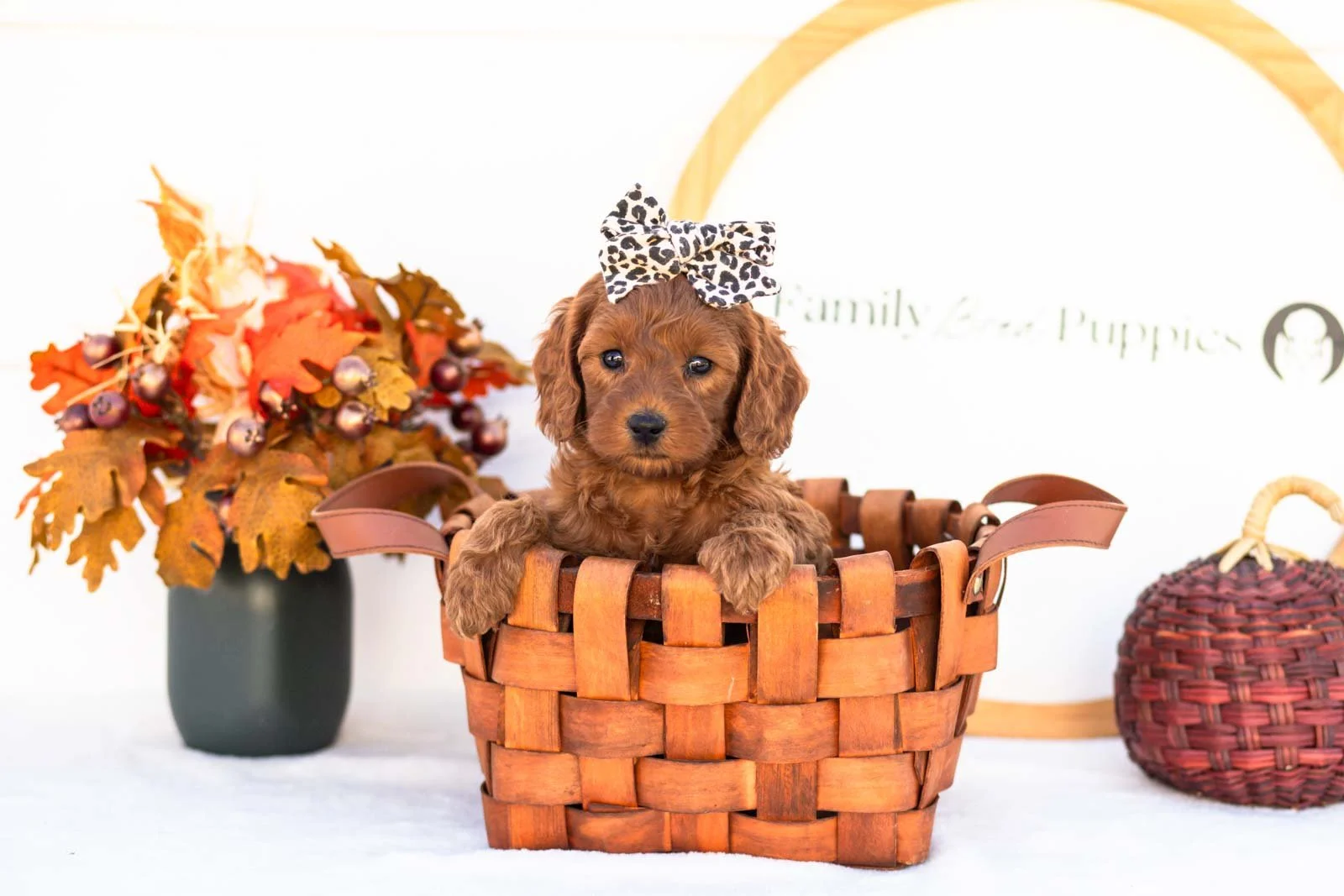 Eva goldendoodle for sale 1.jpg