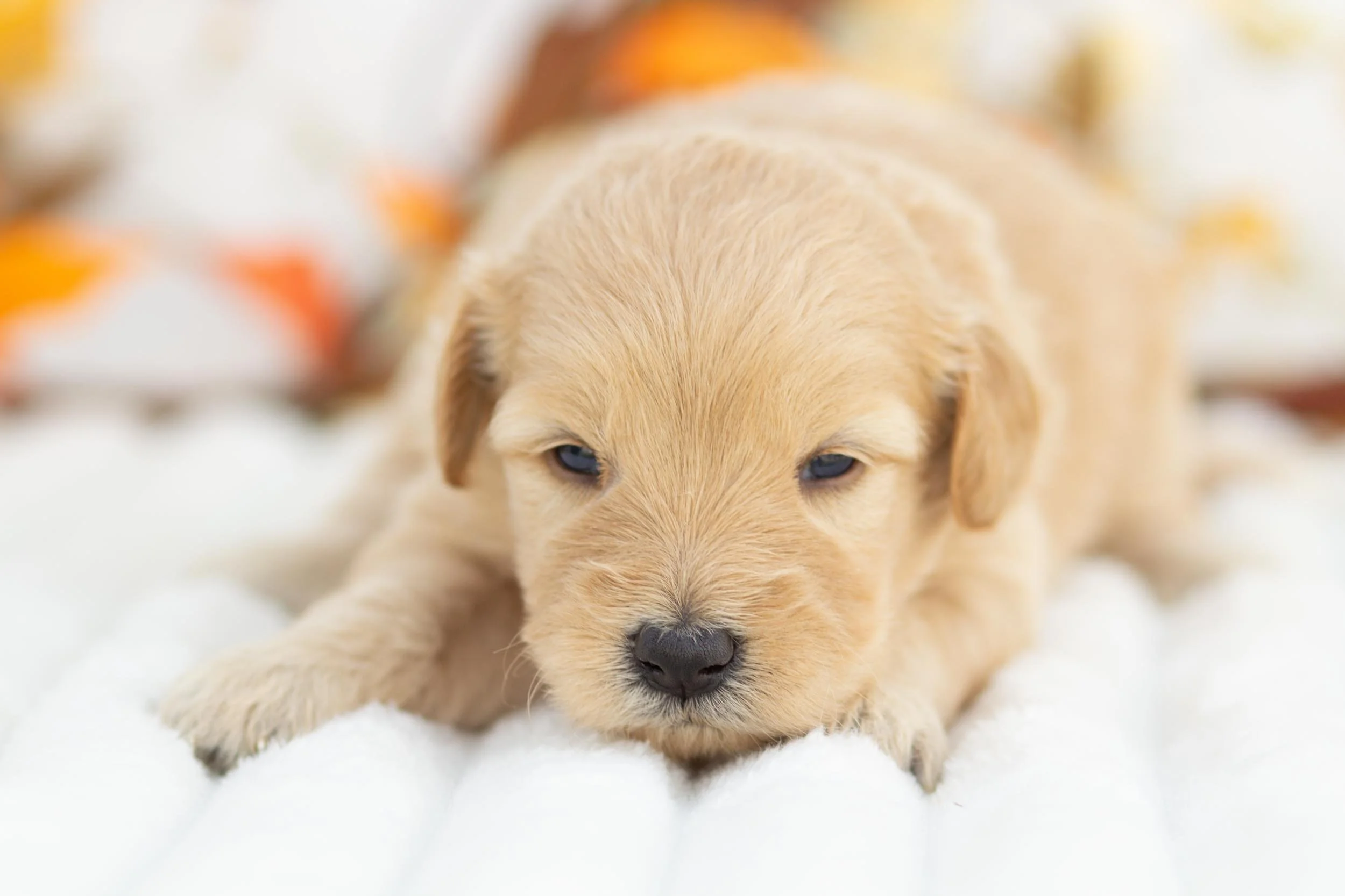 Provolone goldendoodle for sale.jpg