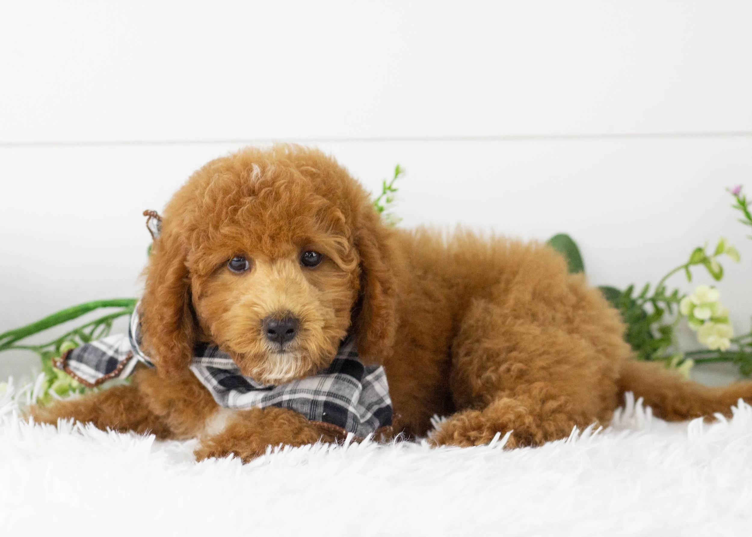 Tommy goldendoodle for sale(1).jpg