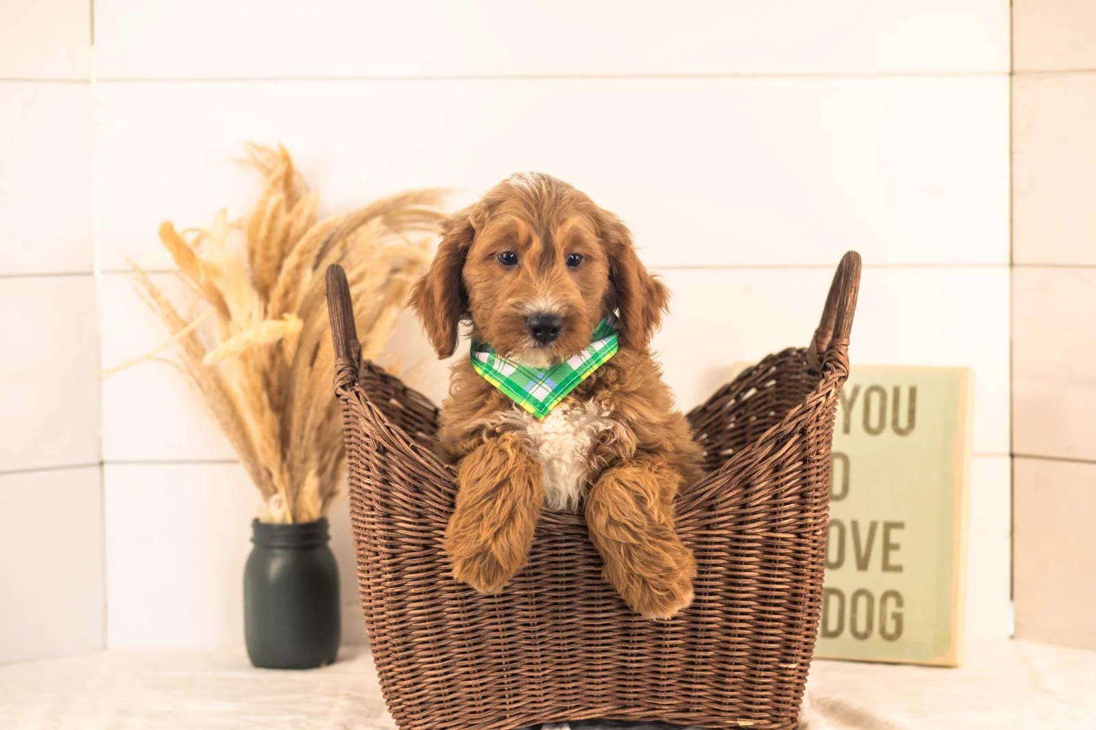 Otis goldendoodle for sale(3).jpg