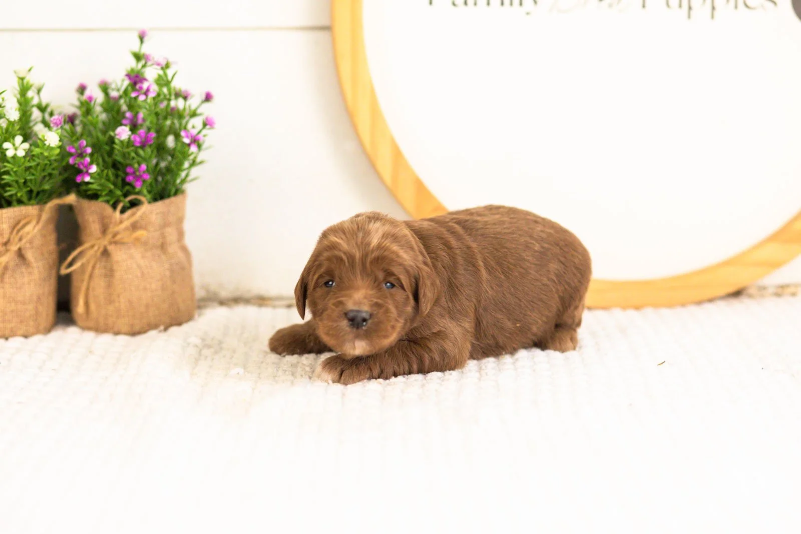 Nalu goldendoodle for sale(2).jpg