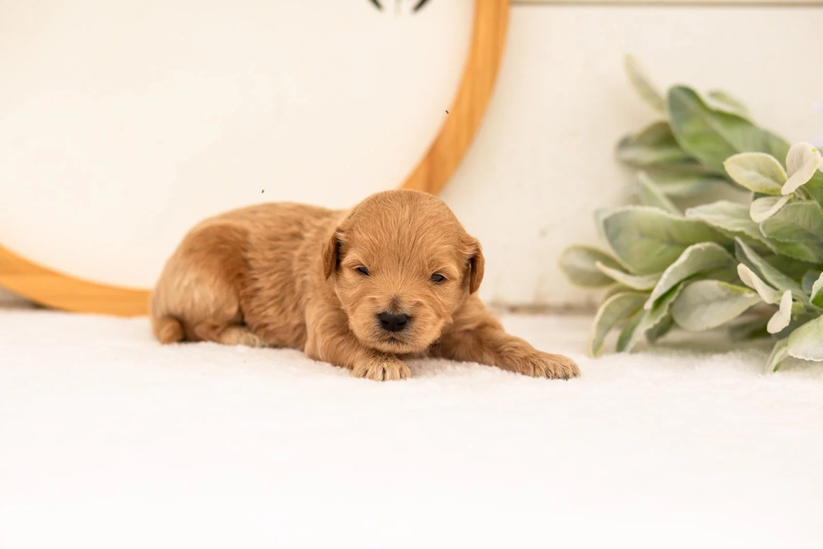 Easton goldendoodle for sale(1).jpg