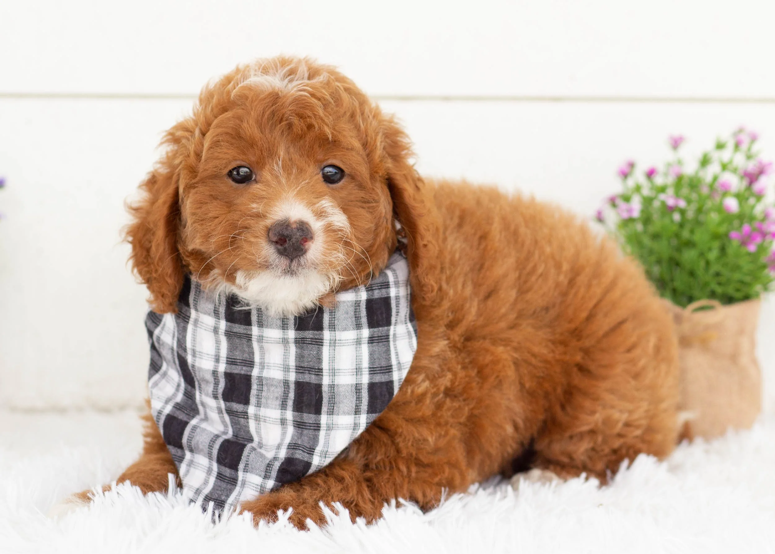 Oscar goldendoodle for sale.jpg
