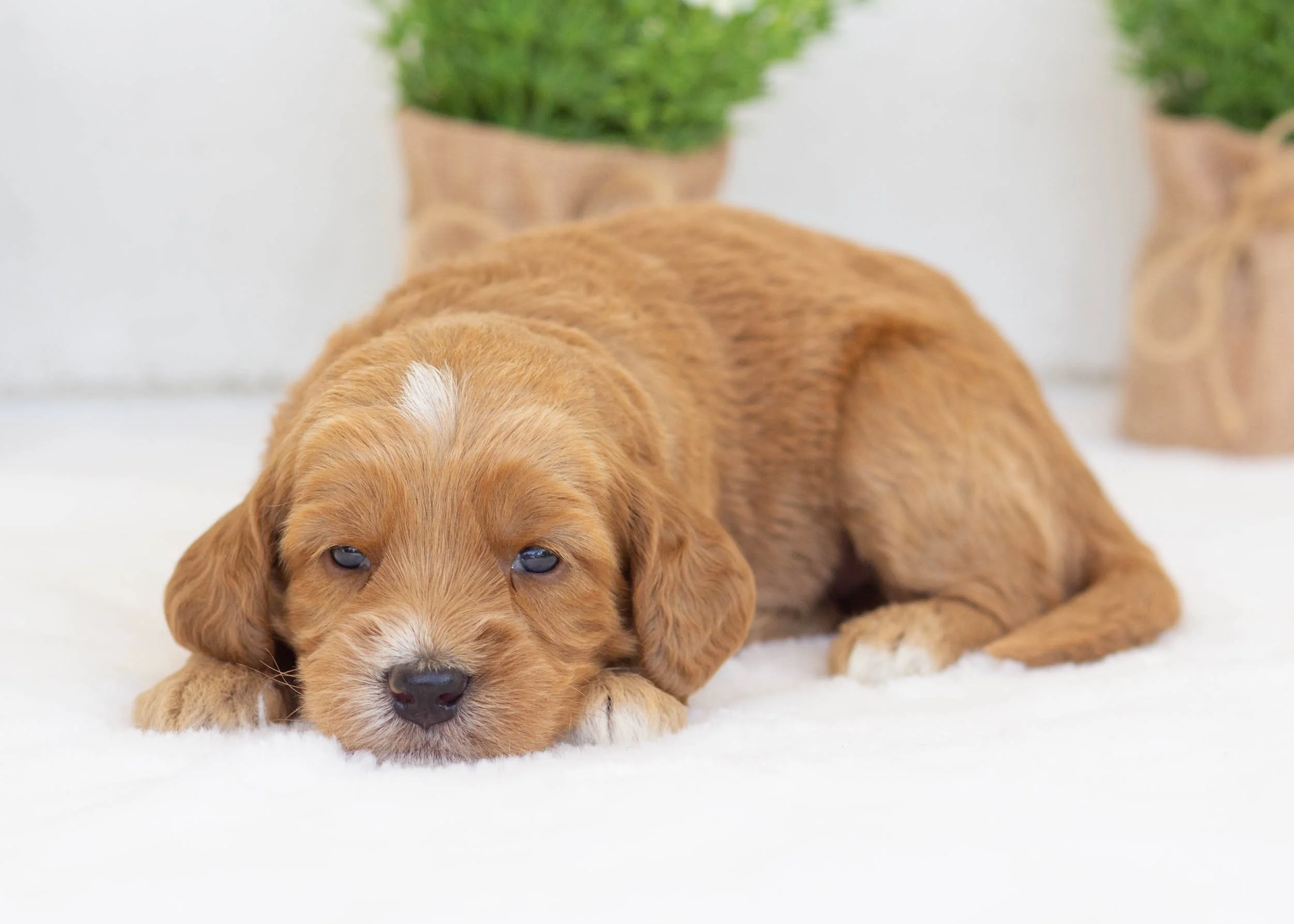 Ruff goldendoodle for sale(1).jpg