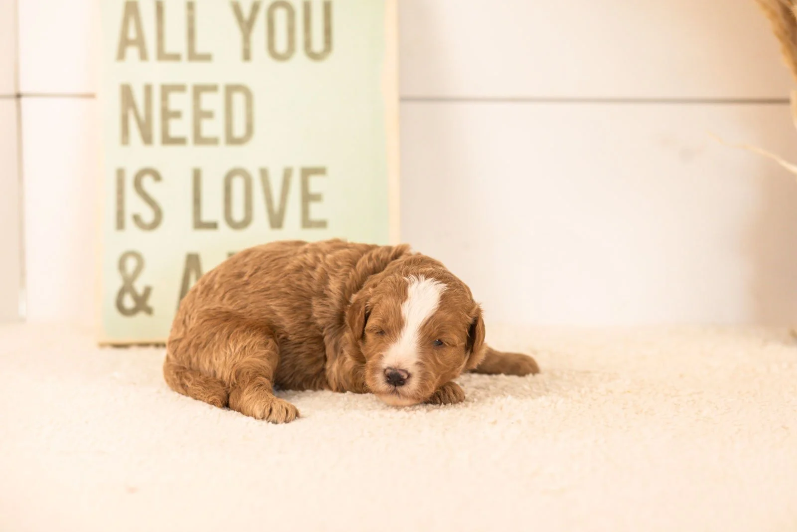 miracle goldendoodle for sale(1).jpg
