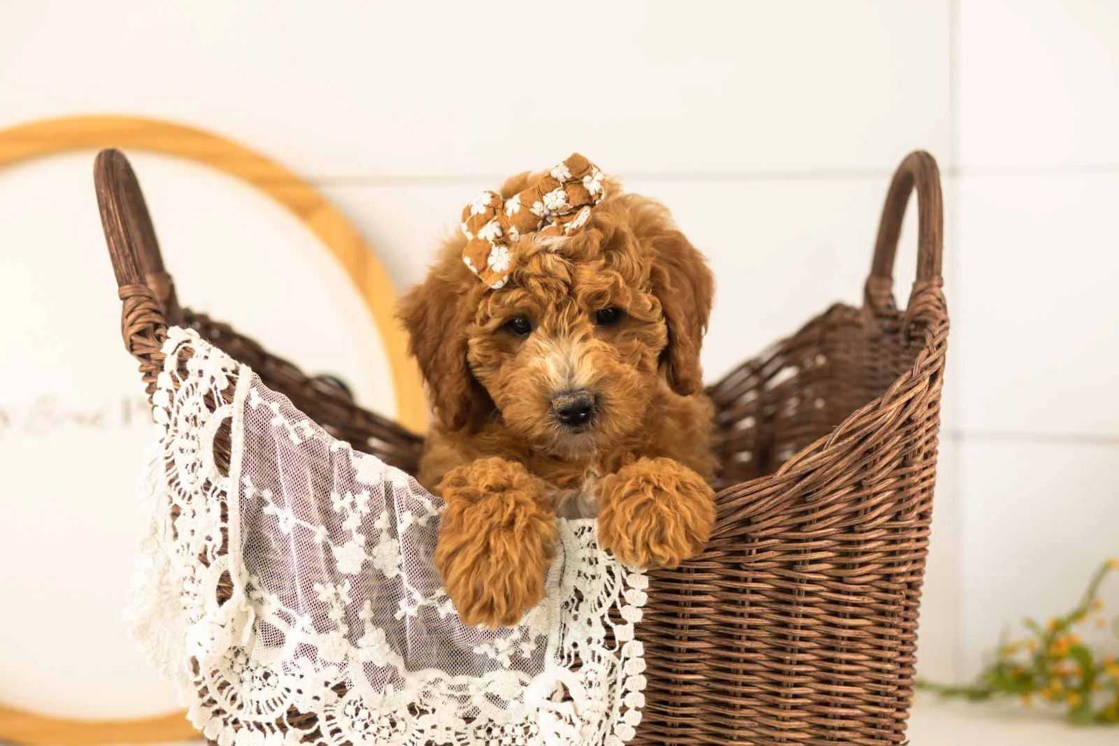 Sky Goldendoodle for sale(3).jpg