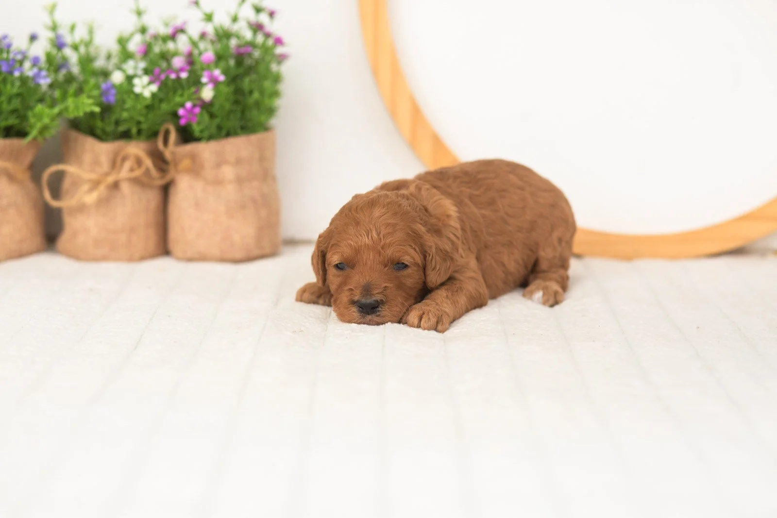 Starlet goldendoodle for sale.jpg