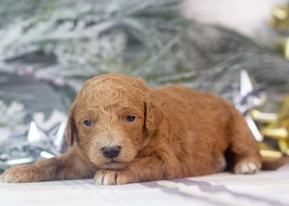 Lillian goldendoodle for sale.jpg