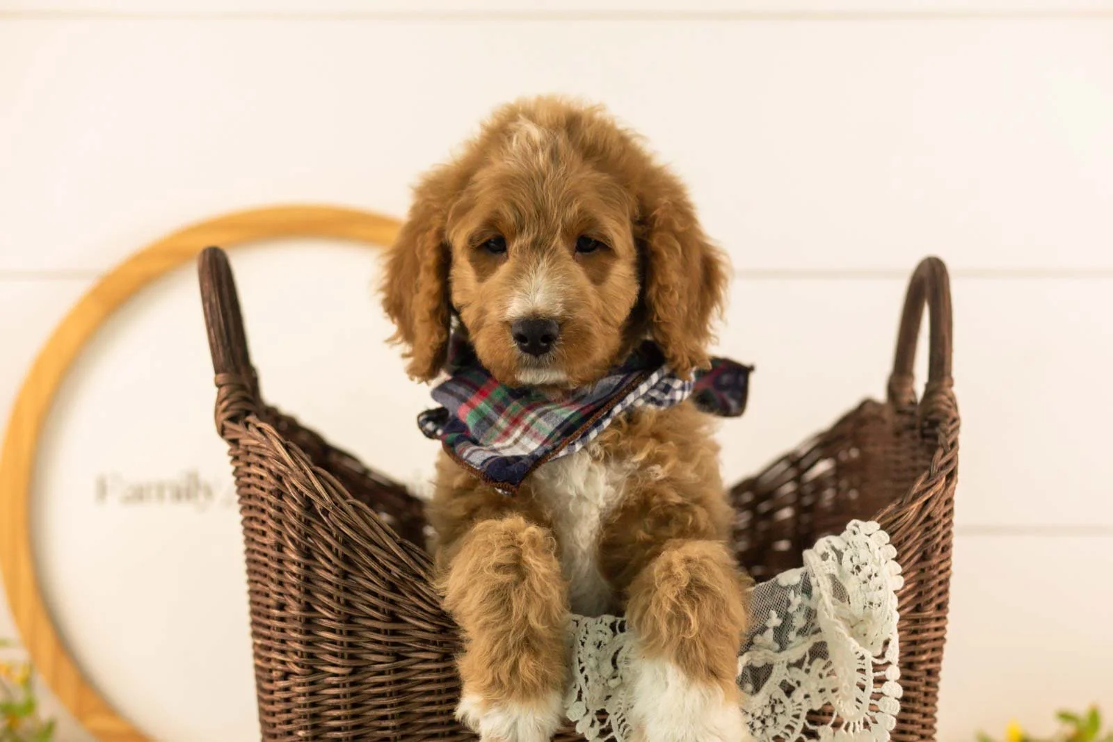 Brie goldendoodle for sale(2).jpg