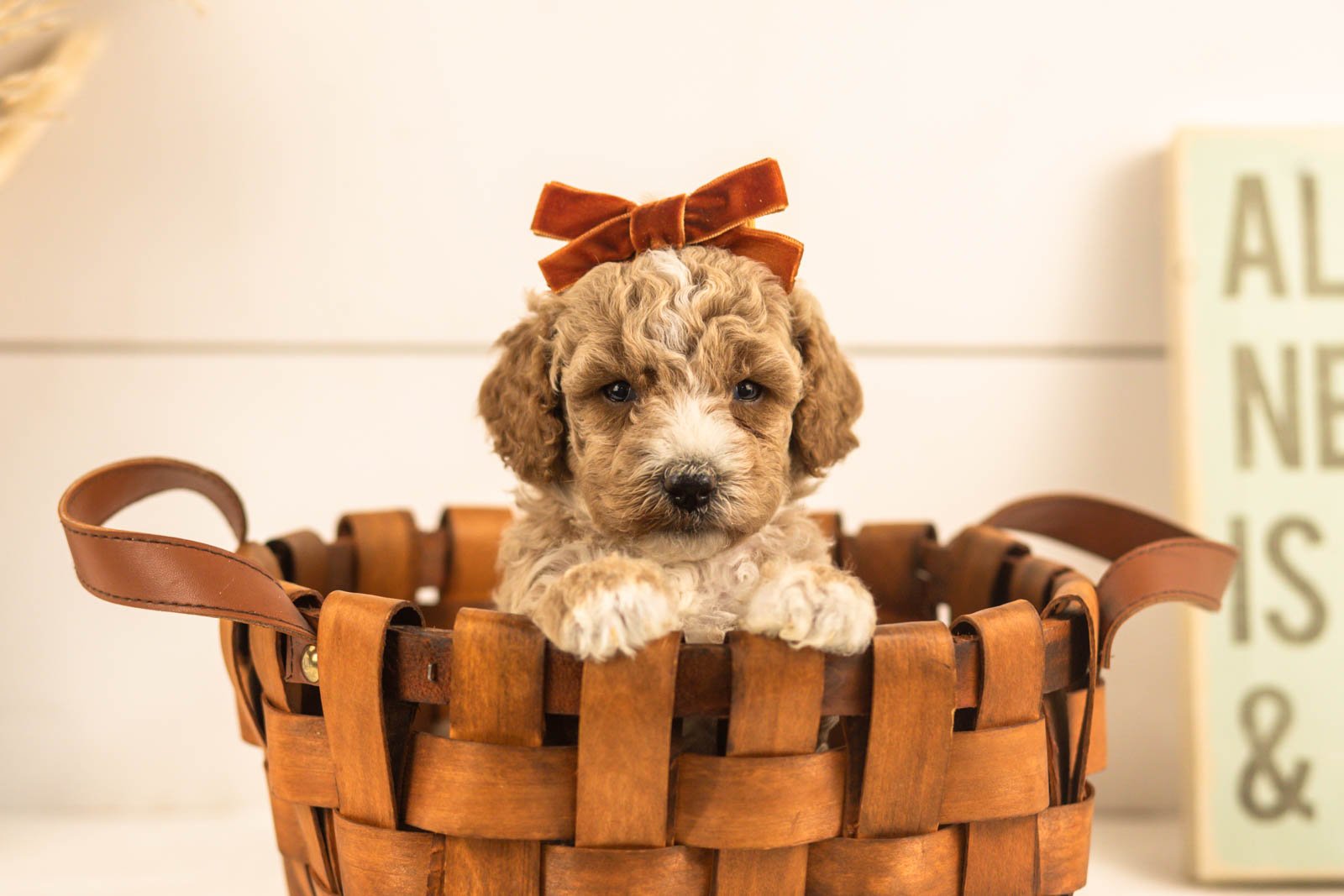 Iris goldendoodle for sale(3).jpg