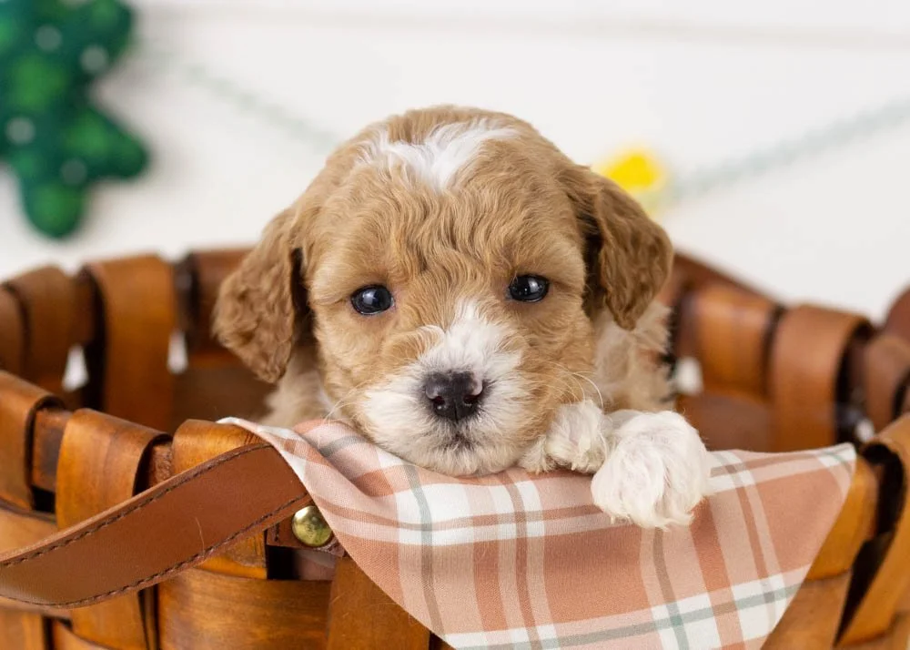 Mark goldendoodle for sale.jpg