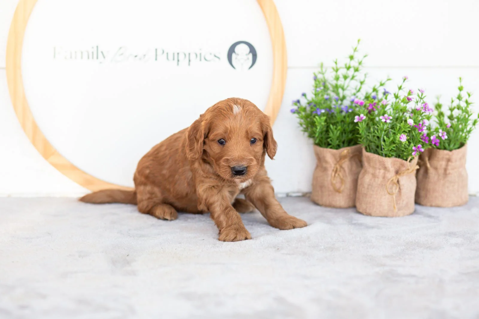 Phil goldendoodle for sale(1).jpg
