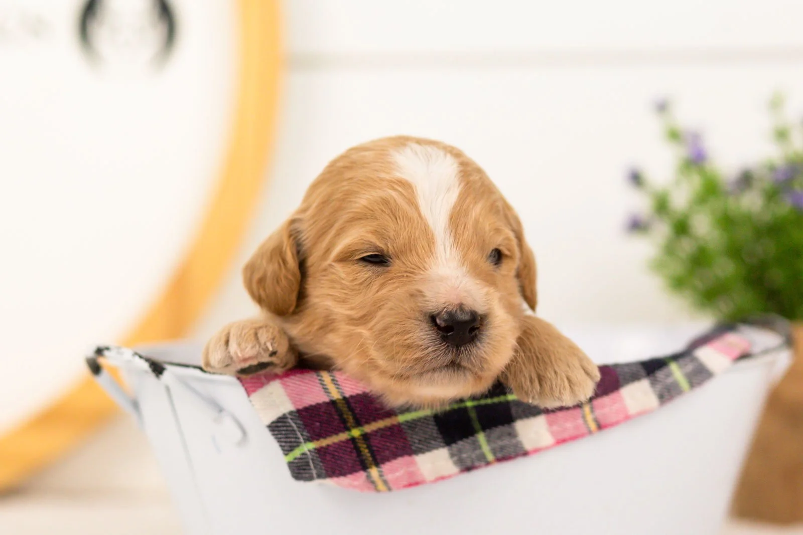 Danny goldendoodle for sale(3).jpg