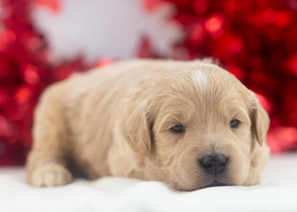 Snickers goldendoodle for sale(3).jpg