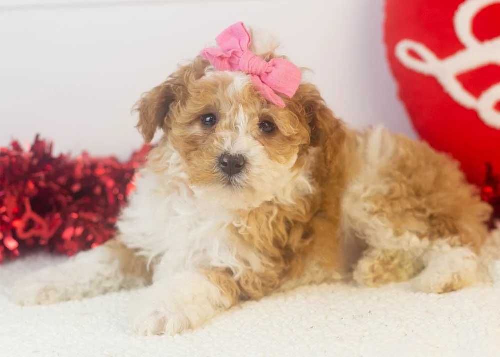 Denali goldendoodle for sale.jpg