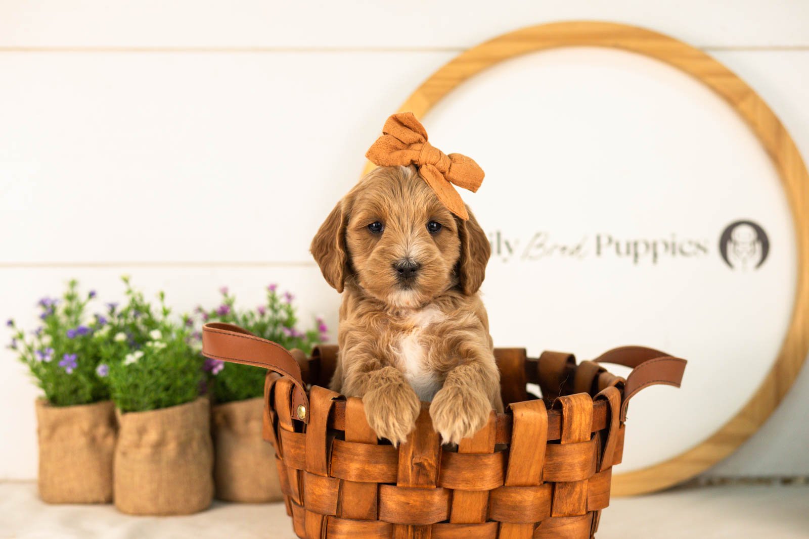 Rain goldendoodle for sale(2).jpg