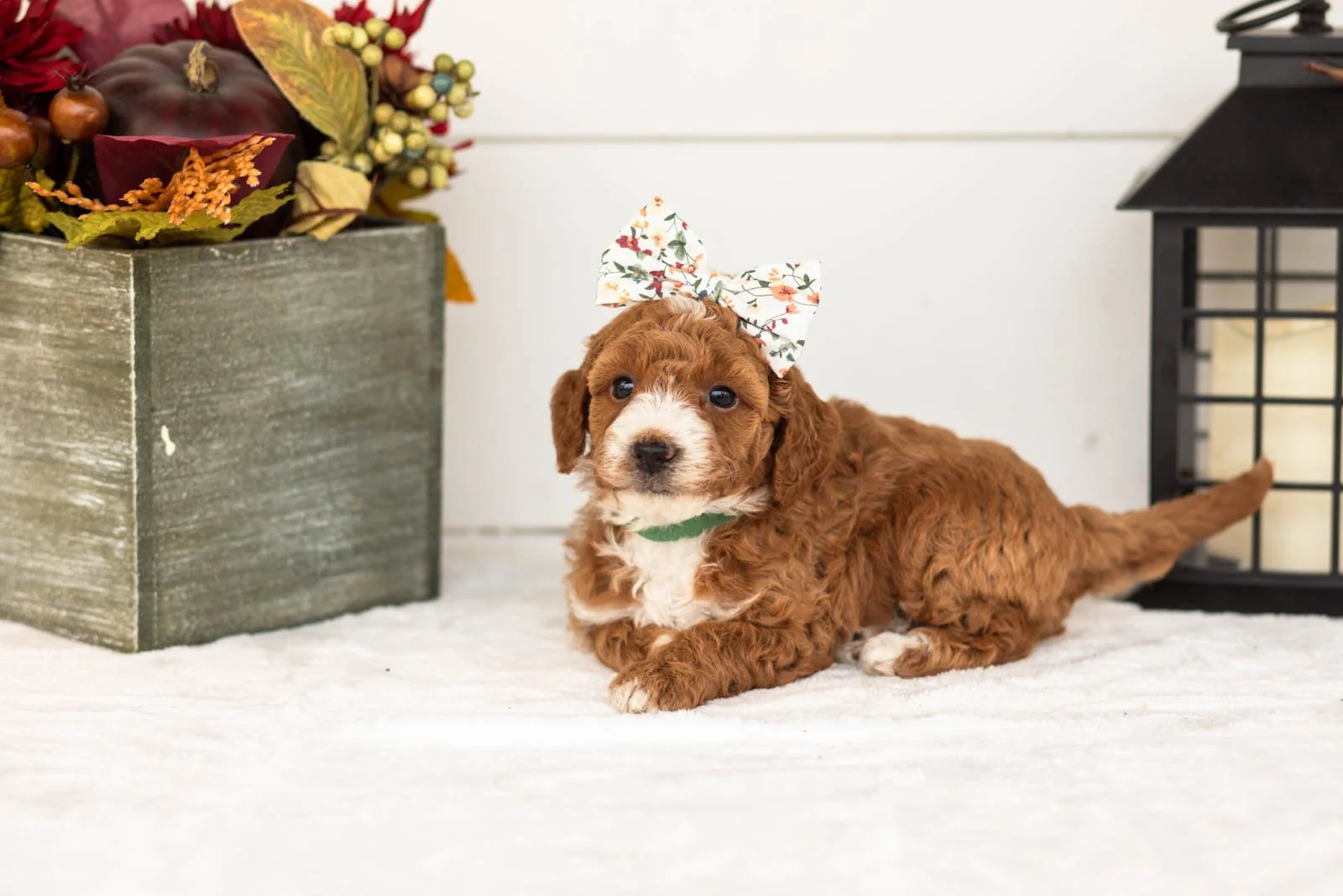 Zenyatta goldendoodle for sale 5.jpg