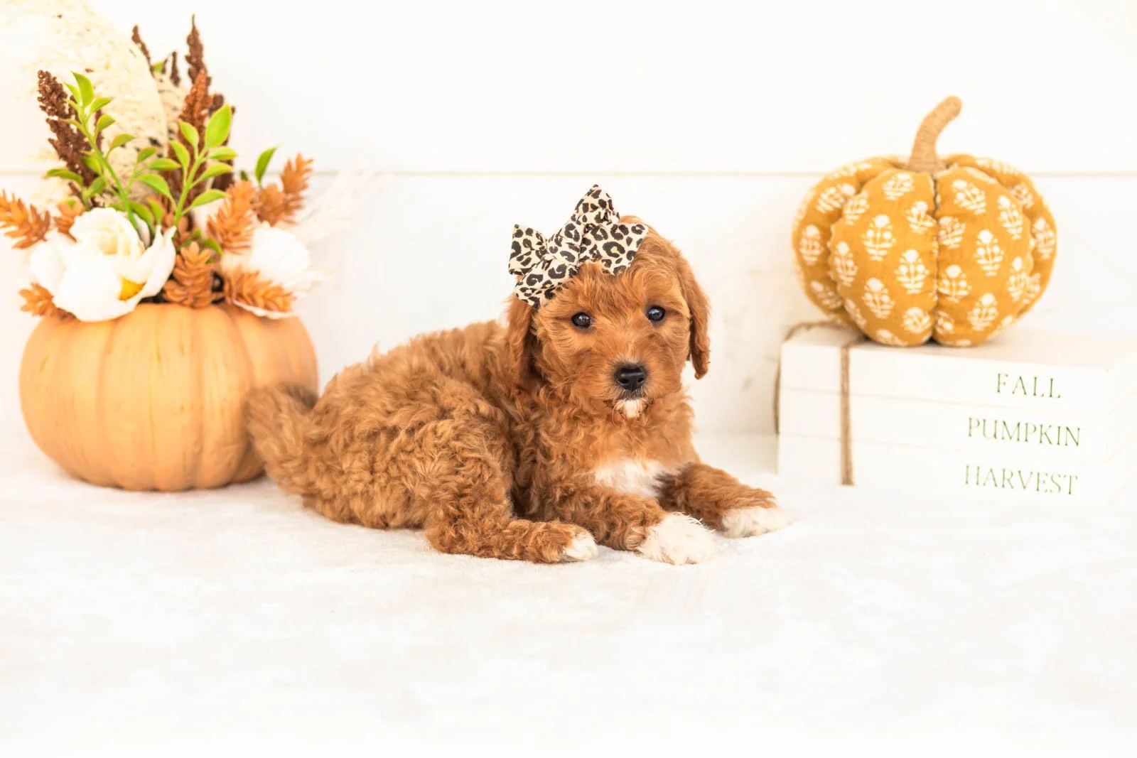 Juniper goldendoodle for sale 5.jpg