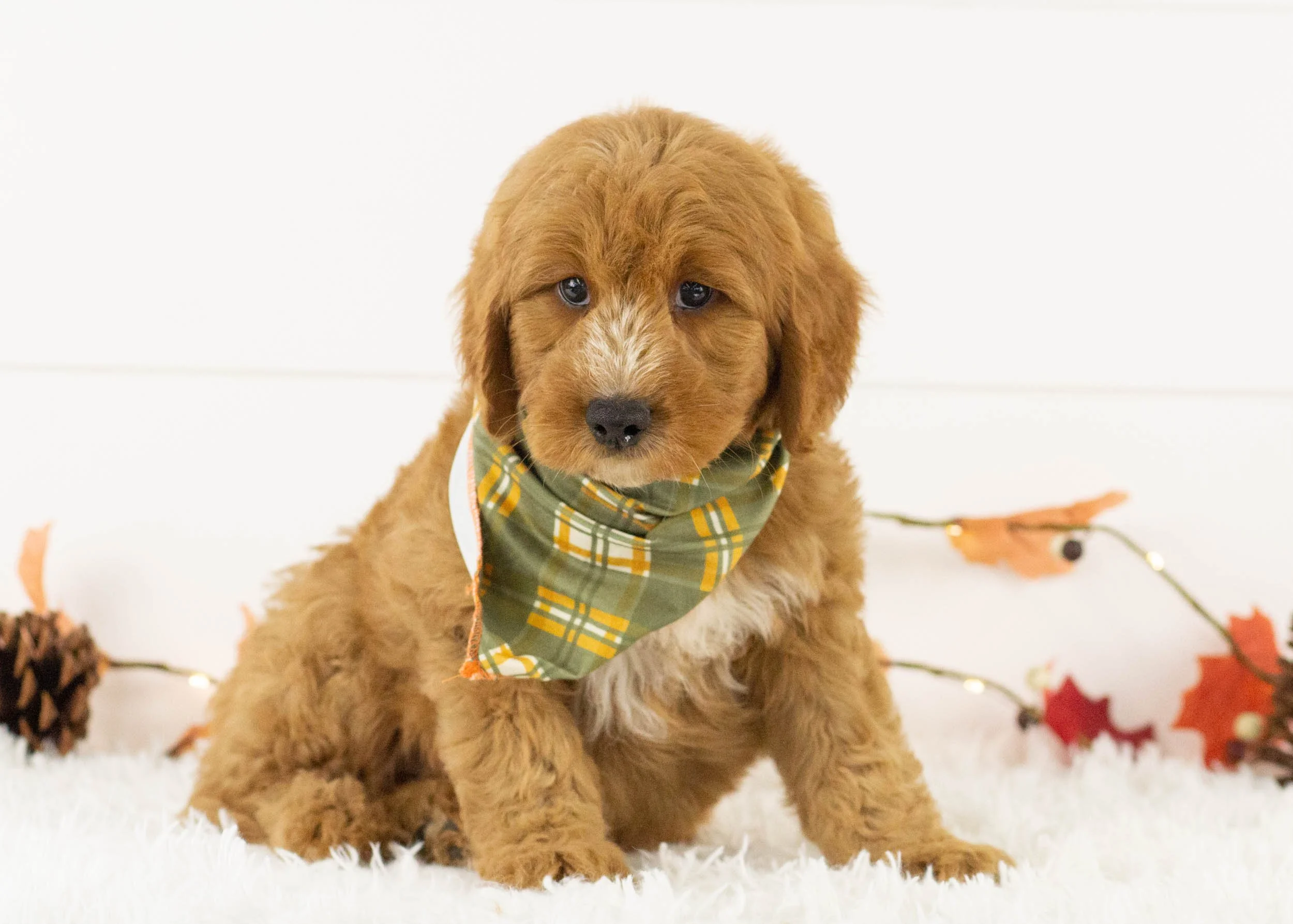 Cardinal goldendoodle for sale(3).jpg