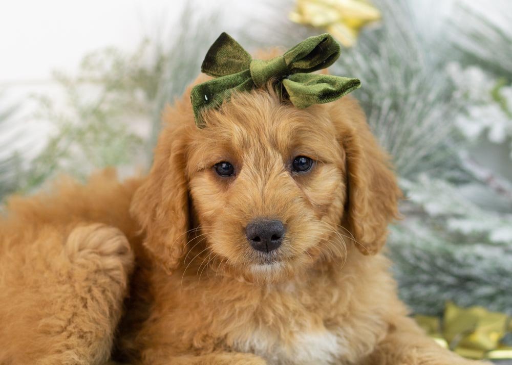 Peanut goldendoodle for sale(3).jpg