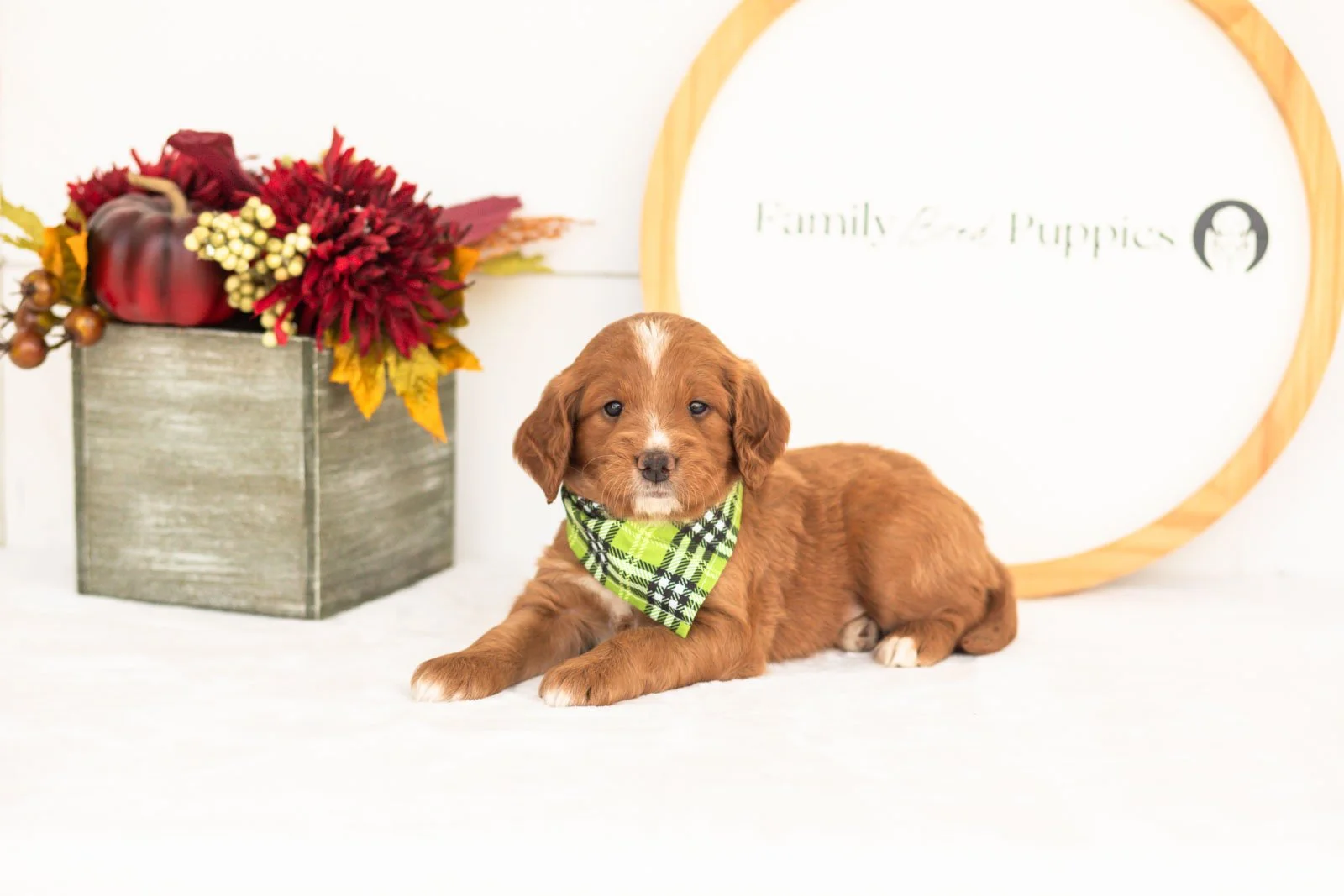 Beau goldendoodle for sale(1).jpg