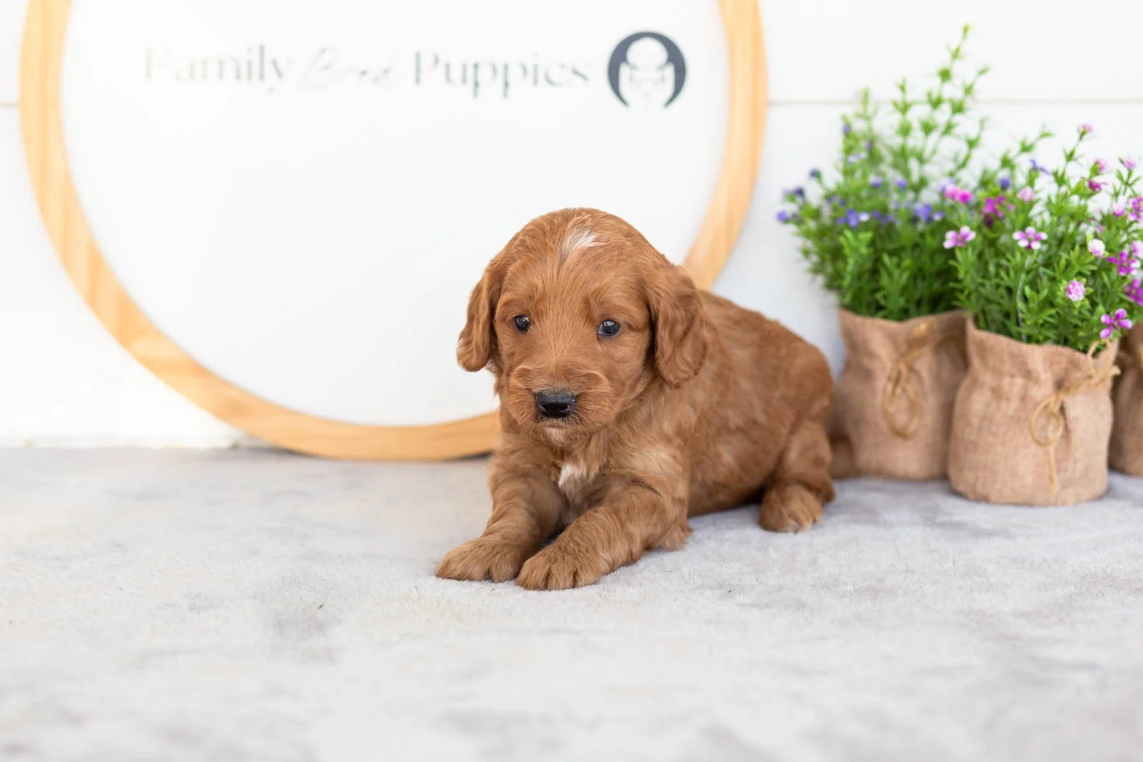 Phil goldendoodle for sale(2).jpg
