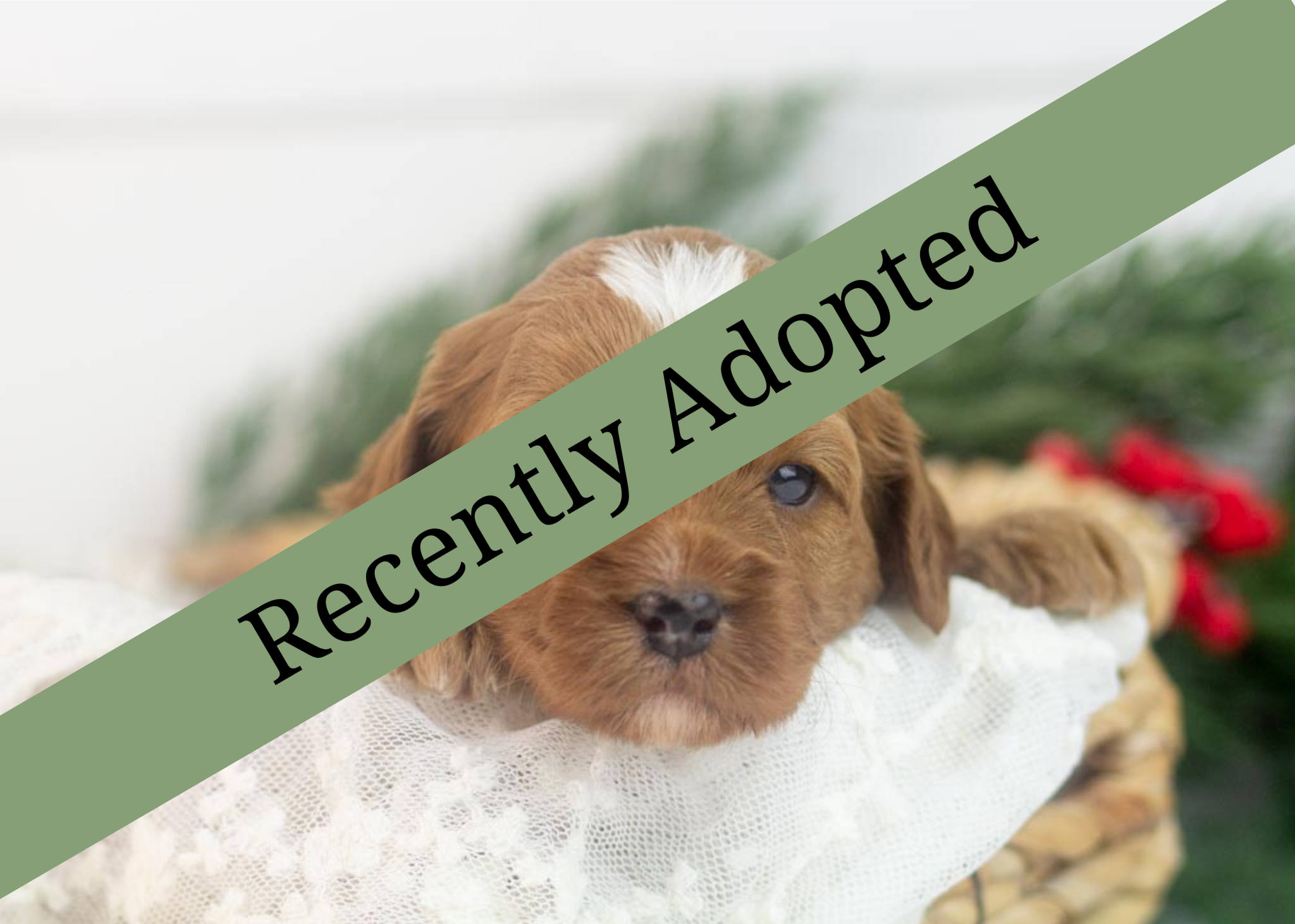 goldendoodle for sale