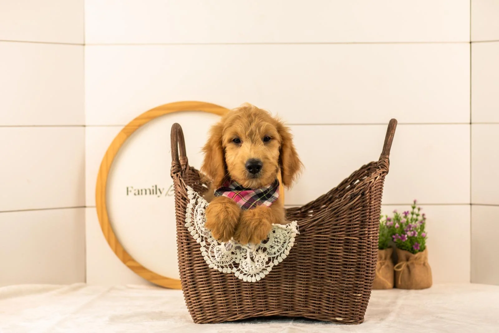 Putzie goldendoodle for sale(1).jpg