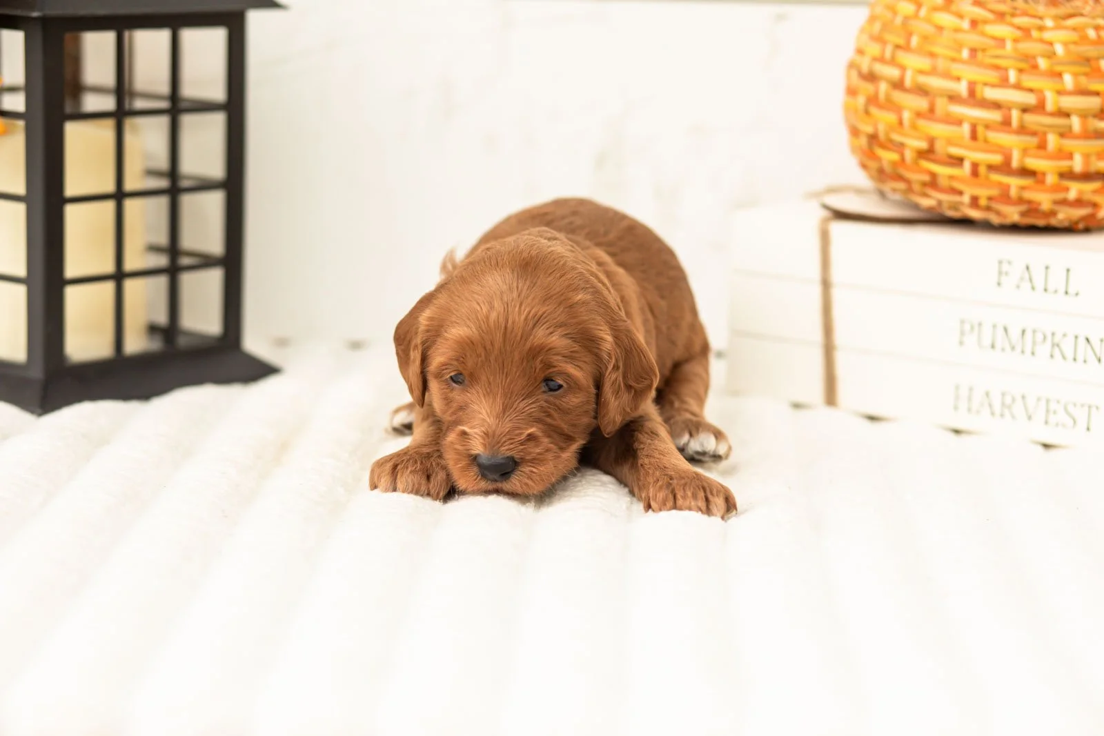 Blanche goldendoodle for sale 3.jpg