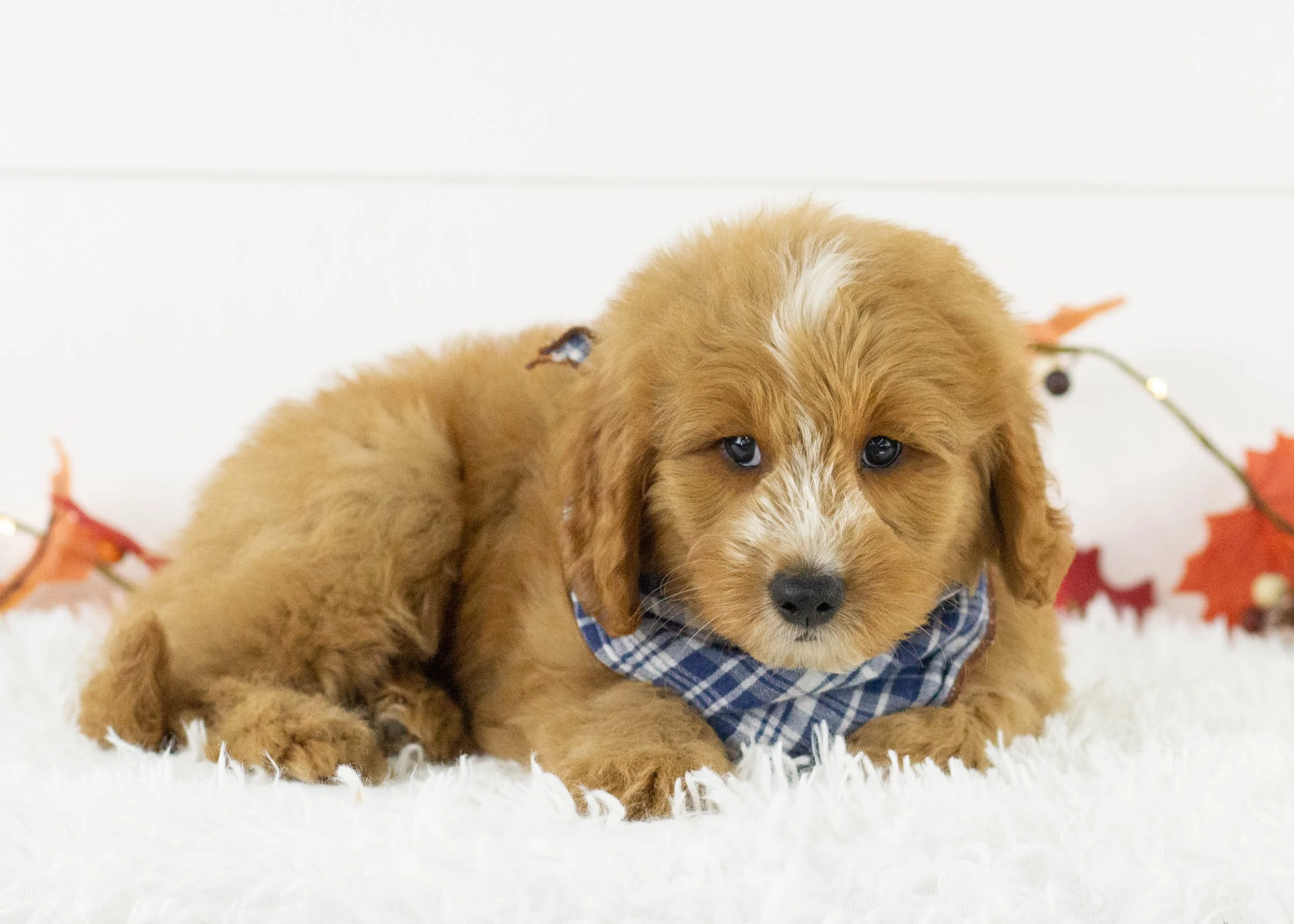 Falcon goldendoodle for sale(1).jpg