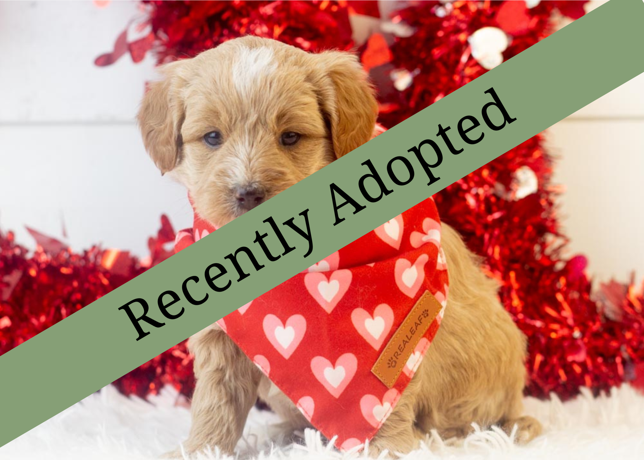 goldendoodle for sale