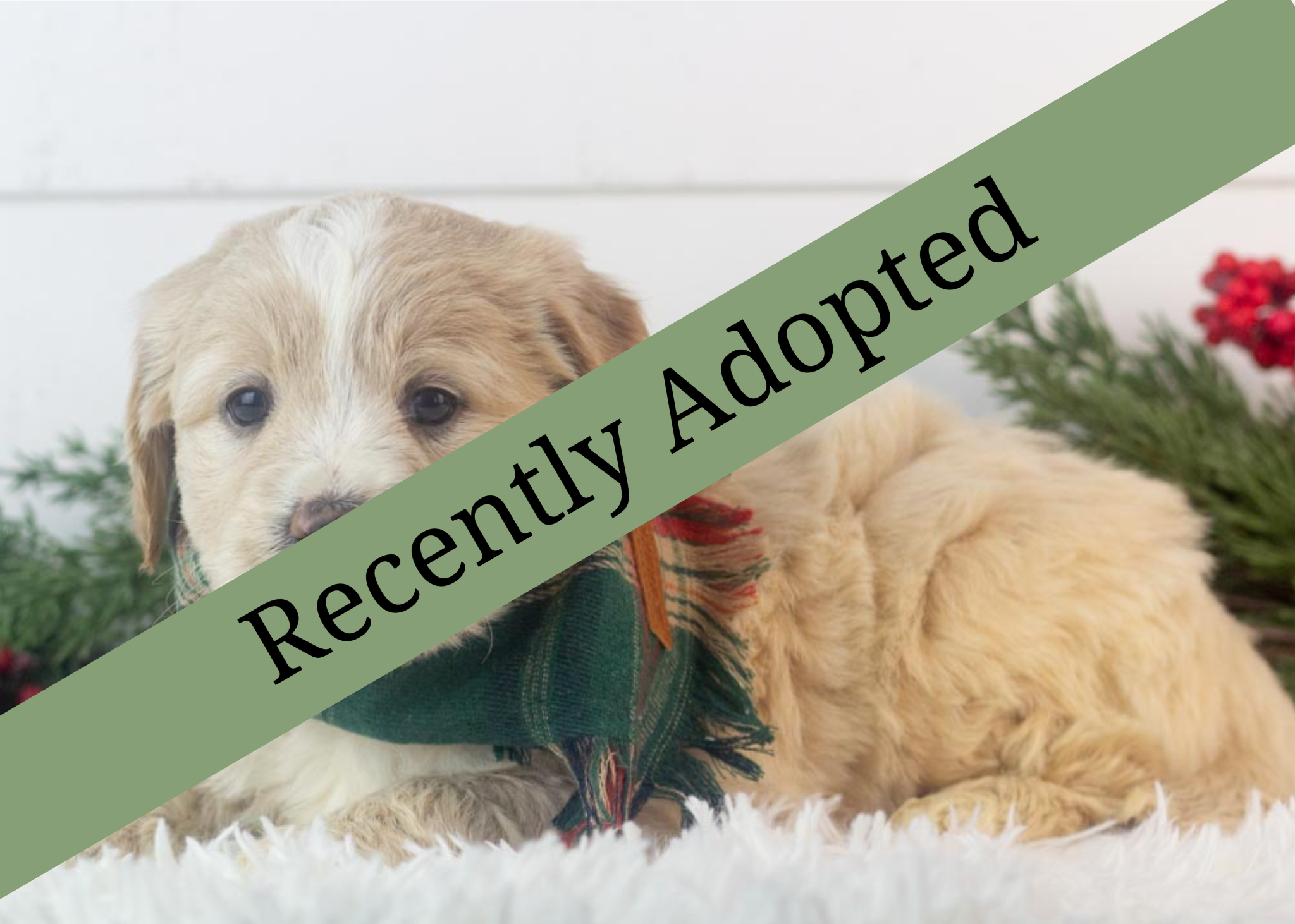 goldendoodle for sale