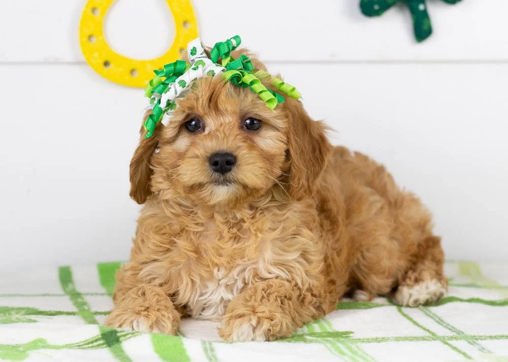 Bo Peep goldendoodle for sale(3).jpg