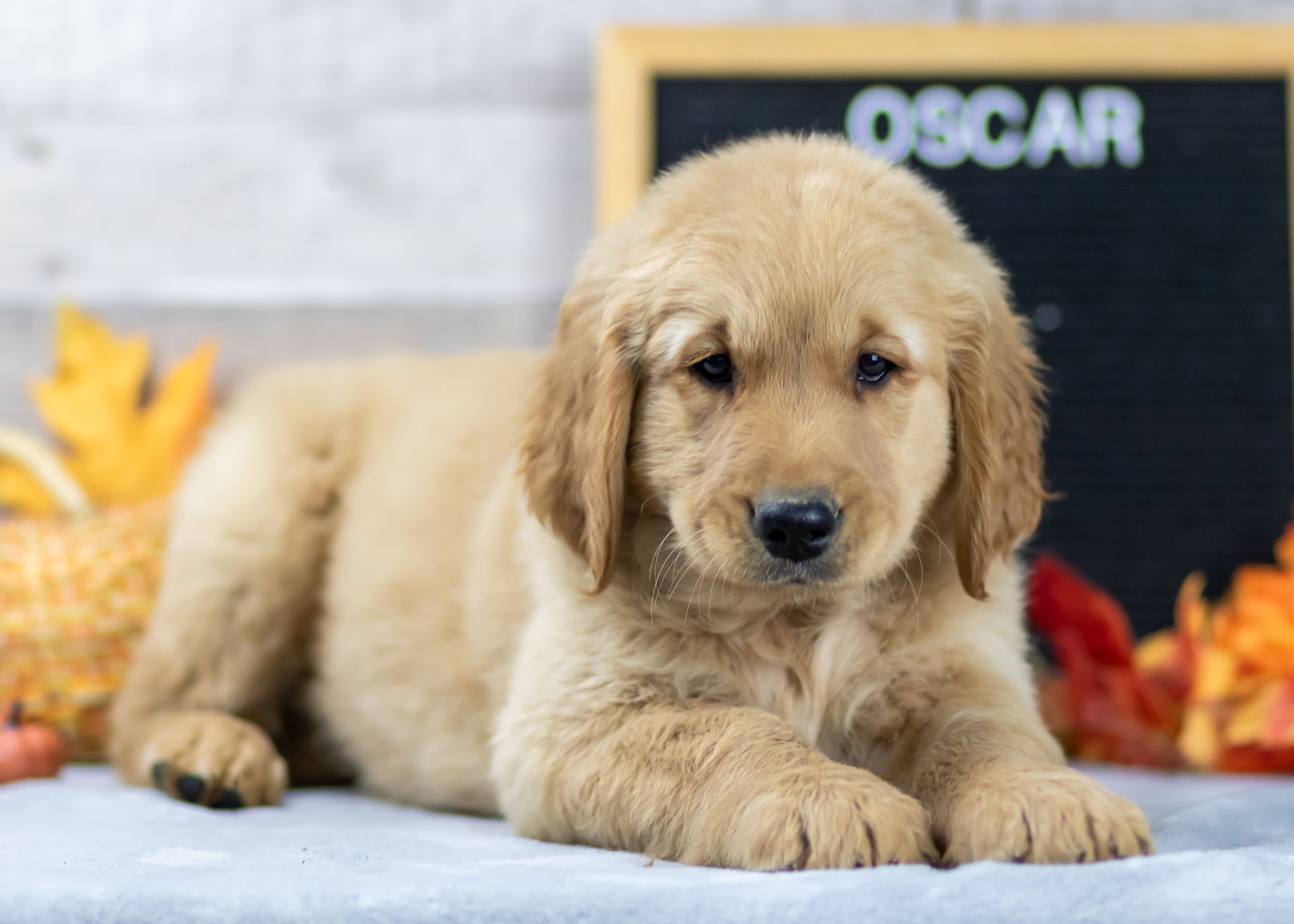 Golden Retrievers for Adoption — Family Bred Puppies image