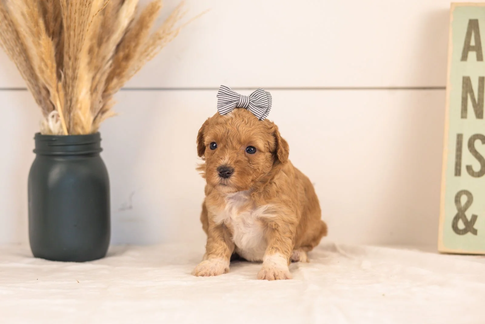 Tigers goldendoodle for sale(4).jpg