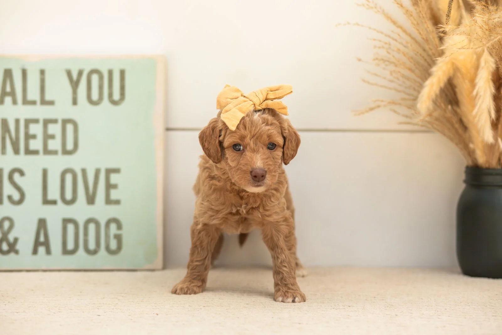 Scarlett goldendoodle for sale(1).jpg