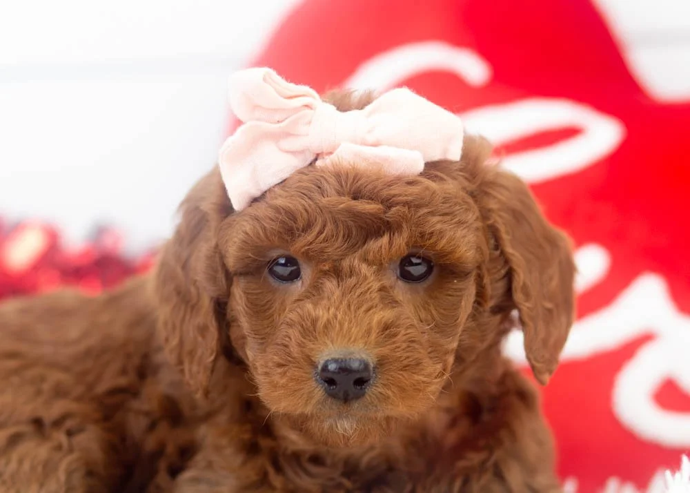 Leah goldendoodle for sale(2).jpg