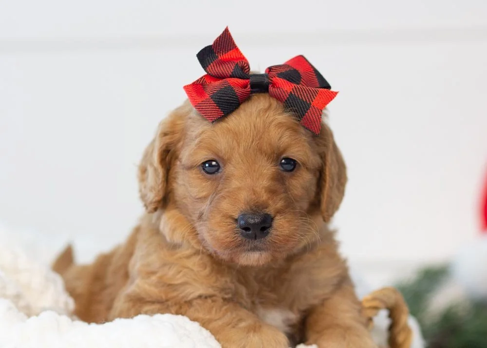 goldendoodle for sale