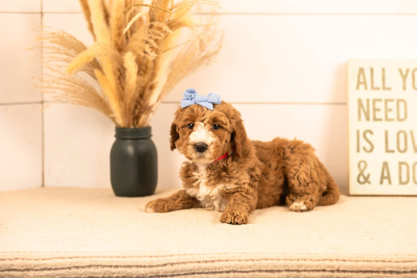 Larisa goldendoodle for sale.jpg