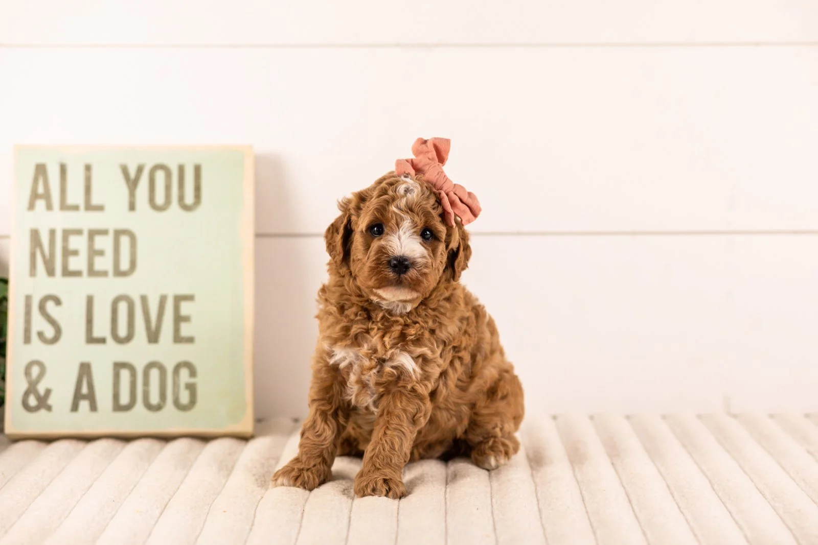 Ivory goldendoodle for sale(2).jpg