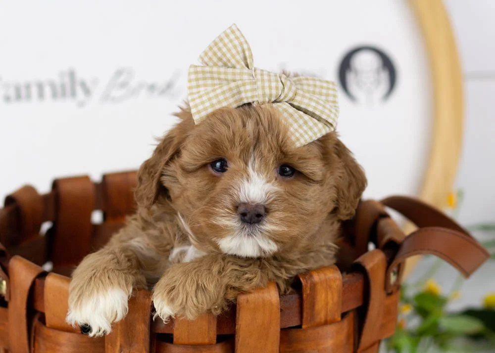 Princess goldendoodle for sale(1).jpg