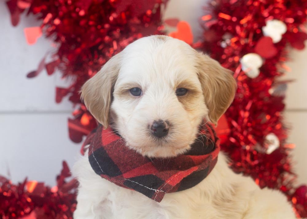 Clay goldendoodle for sale(3).jpg