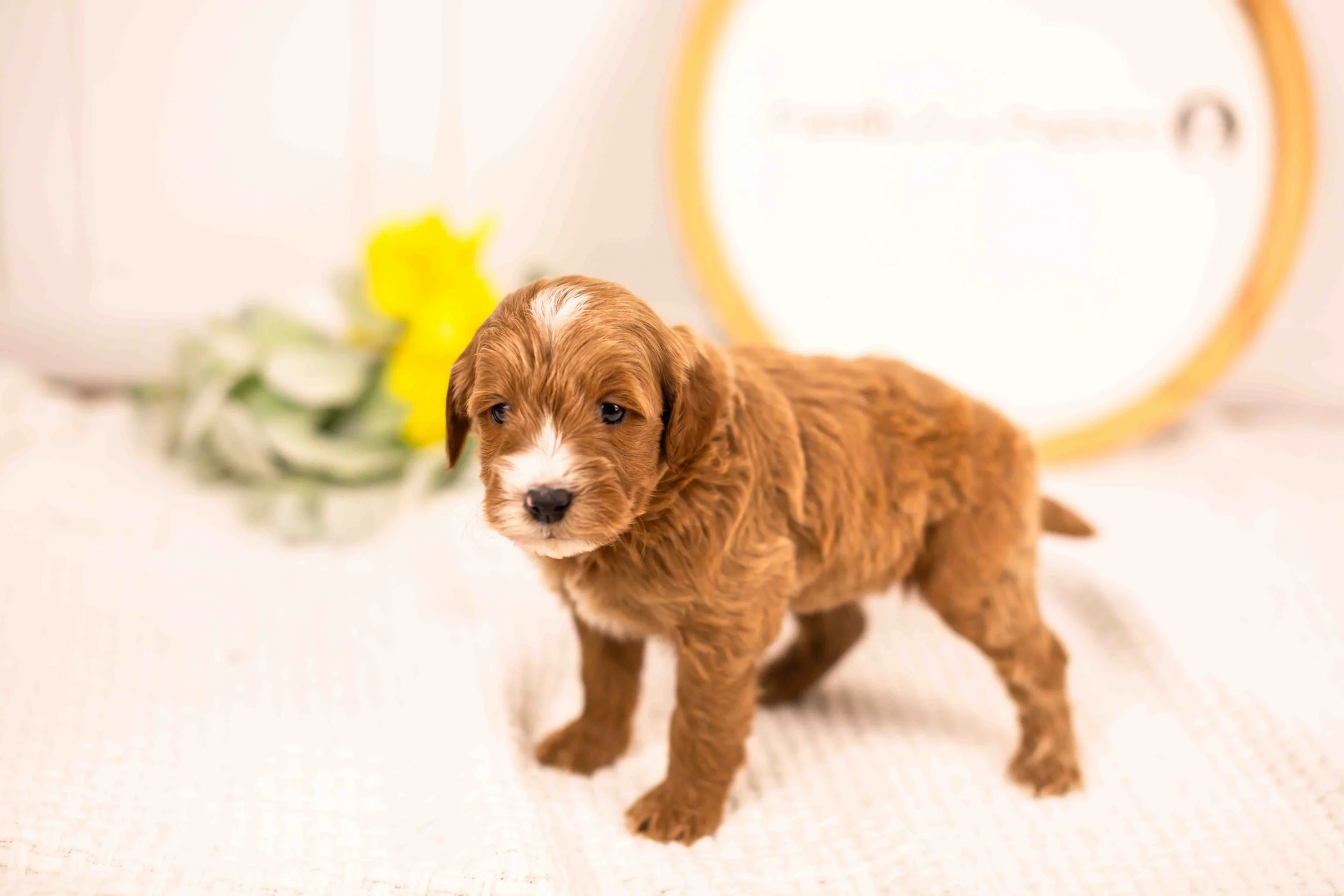 Fido goldendoodle for sale.jpg