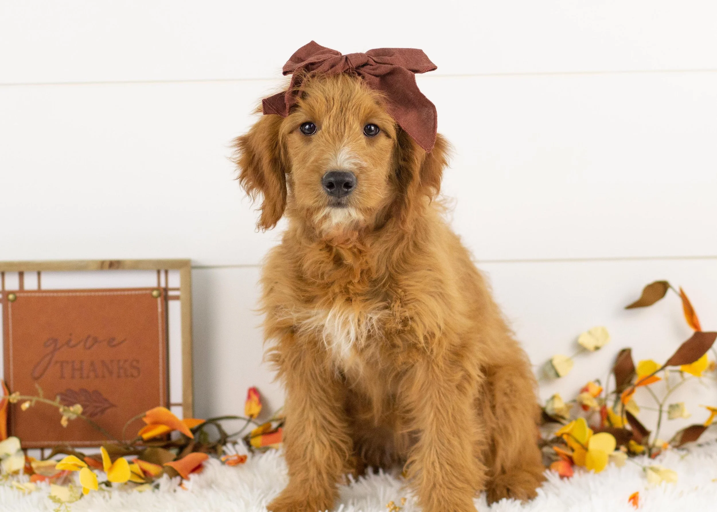 Faith goldendoodle for sale(2).jpg