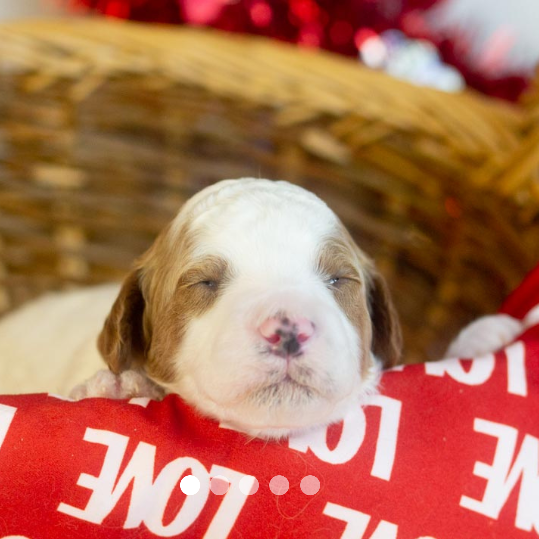 Copy of FBP Design.png