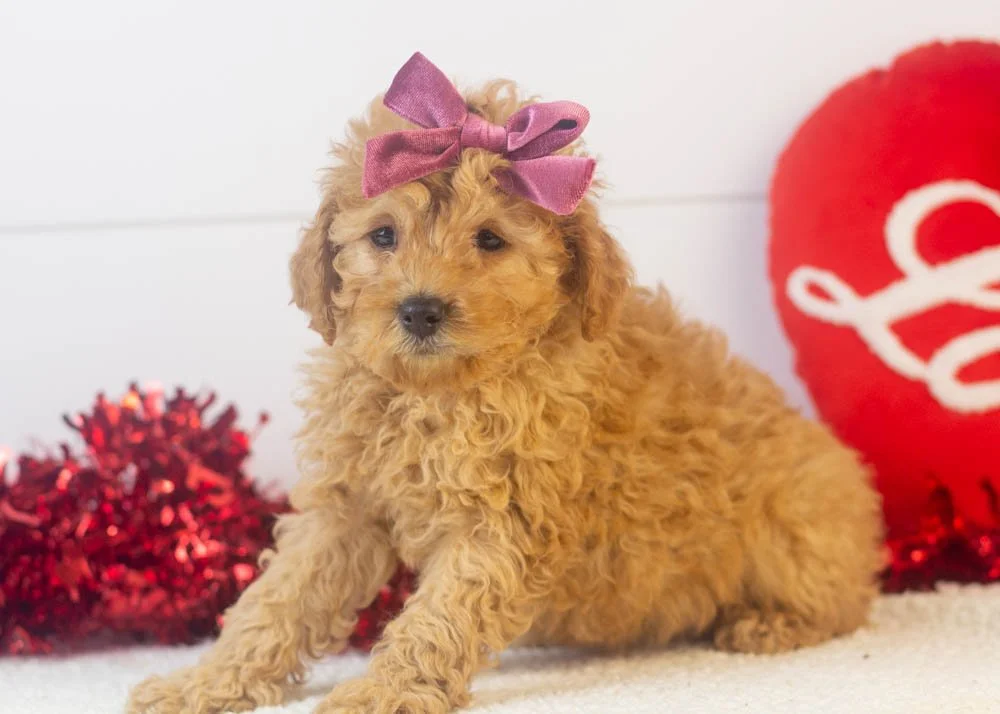 Whitney goldendoodle for sale(2).jpg
